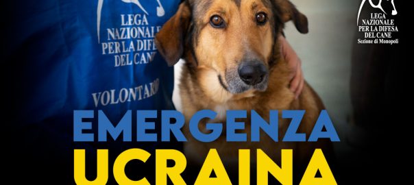 profilo_articolo (1)