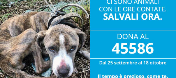 PROFILO_articolo (2)